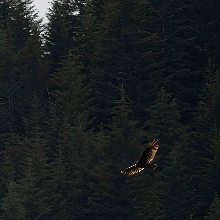 Golden Eagle in Flight