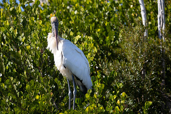 Wood Stork
