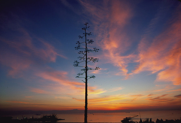 Sky at Sunrise, Los Angeles Harbor, CA