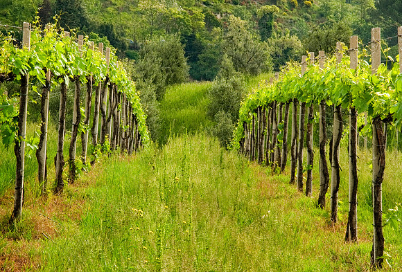 Vines Outside San Gimignano, Italy