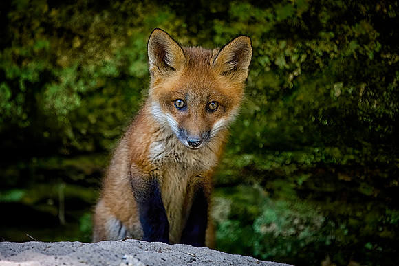 Red Fox Kit