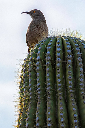 Curve-Billed Thrasher on Saguaro