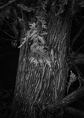 Cedar Branch on Fallen Trunk, Munising Falls, Pictured Rocks National Lakeshore, MI