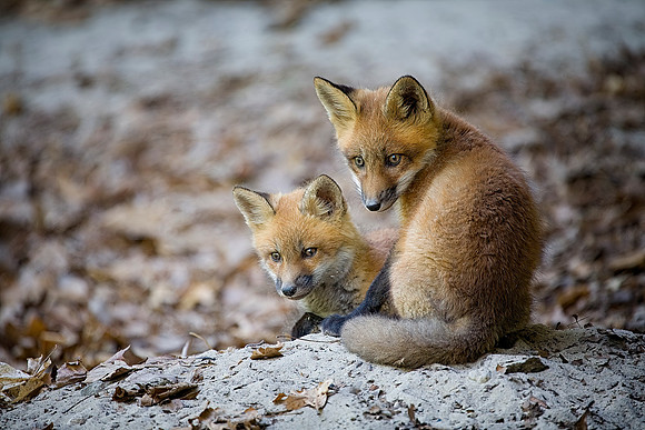 Red Fox Kit