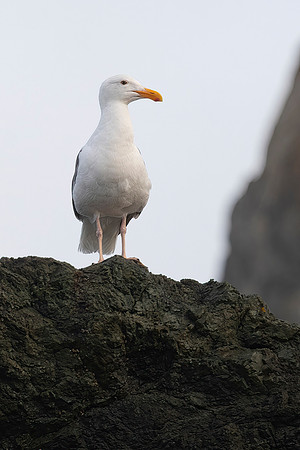 Western Gull