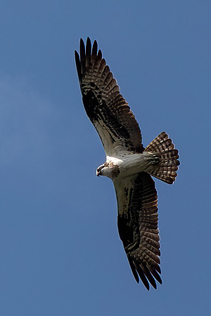 Osprey