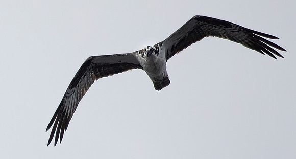 Osprey