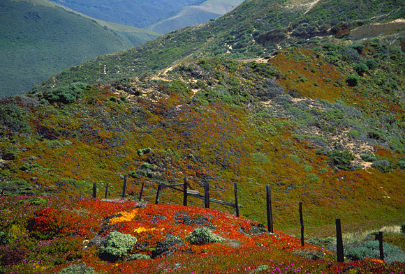 Coastal Wildfowers, Big Sur, CA