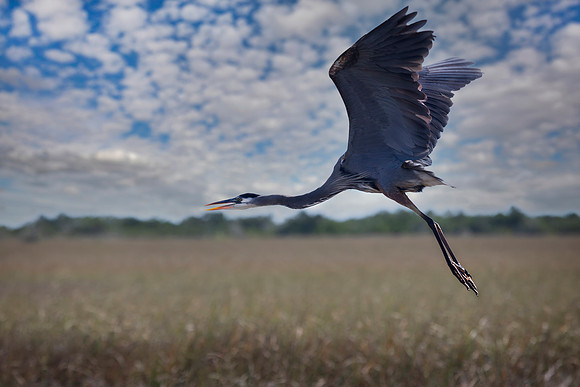 Great Blue Heron in Flight