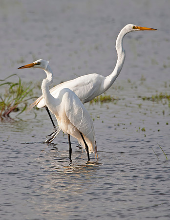Great Egret Pair