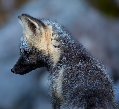 Cascade Fox - Cross Phase