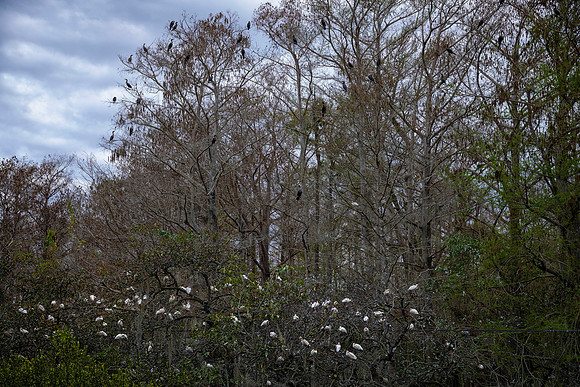 Anhinga and White Ibis Roost