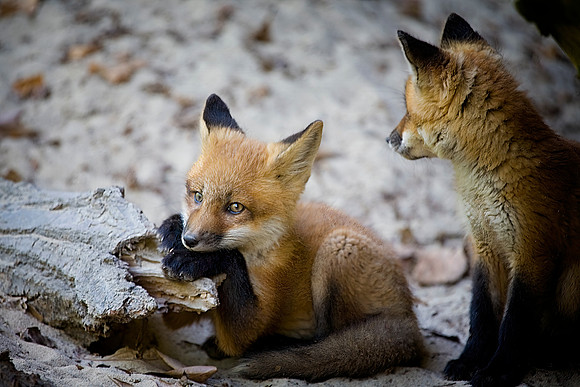 Red Fox Kits