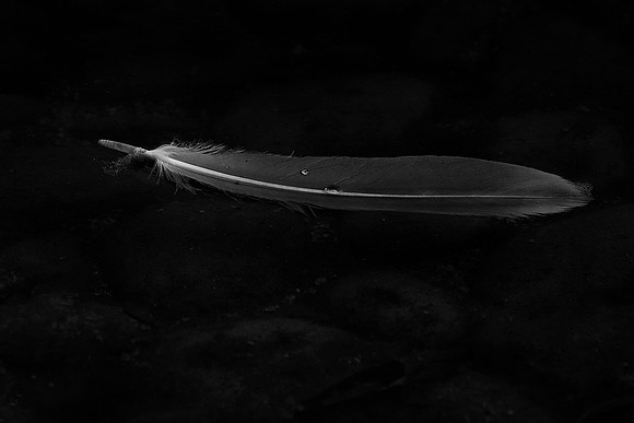 Feather, Anderson Japanese Gardens