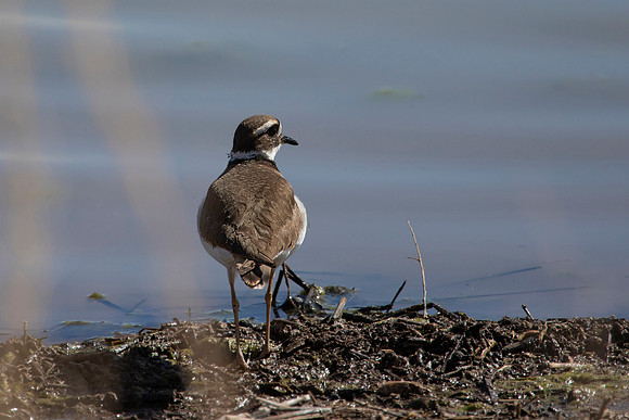 Killdeer