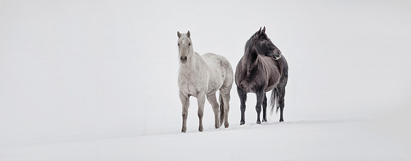 Winter Horses, Wisconsin