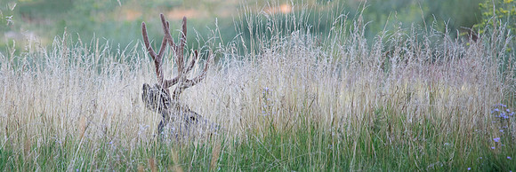 Mule Deer Buck, Utah