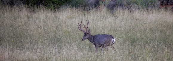 Mule Deer Buck, Utah