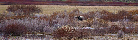 Grizzly Bear, Wyoming