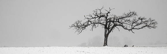 Winter Oak and Hawk, Illinois
