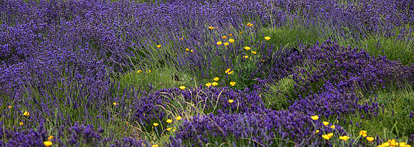 Lavender and Buttercup, Oregon