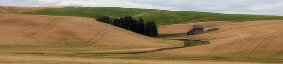 Barn and Wheat Fields, Washington
