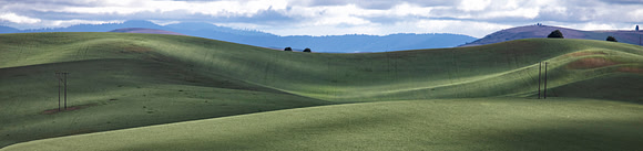 Amber Waves of Green, Washington