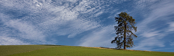 Tree and Sky, Idaho