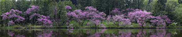Redbuds Along Lake Marmo, Illinois