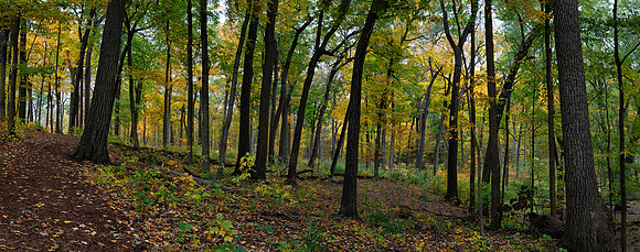 Forest Panoramic, Autumn, Lisle, IL