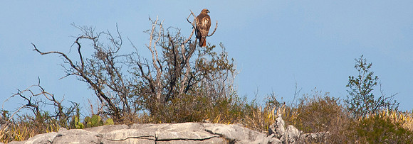 Red-tailed Hawk, Texas
