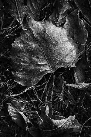 Frosted Leaves, Kane County, IL