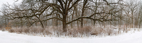 Snowy Forest, Illinois