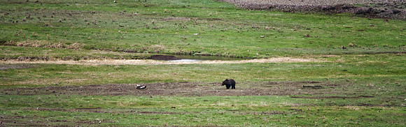 Grizzly Bear, Yellowstone, Wyoming