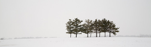 Winter Trees, Illinois