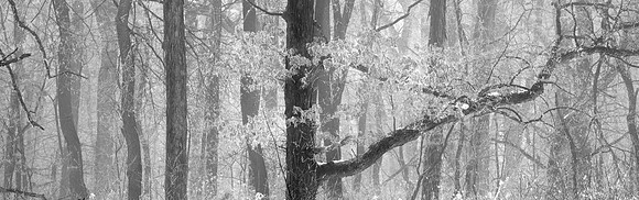 Forest in Snow, Illinois