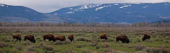 Bison on the Teton Range, Wyoming