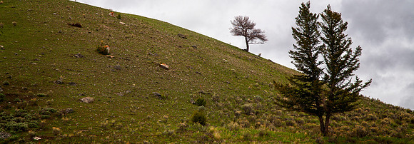 Trees on Hill, Wyoming