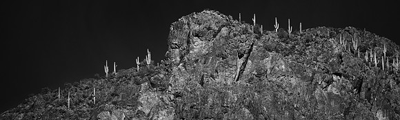 Saguaros, Arizona