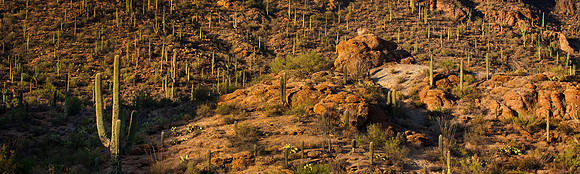 Saguaro National Park, Arizona