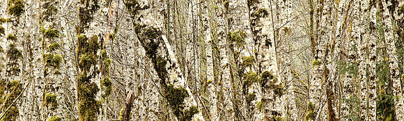 Olympic Birch, Washington