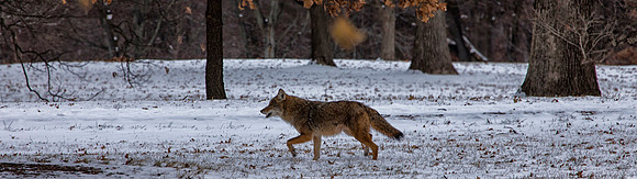 Coyote in Winter, Illinois