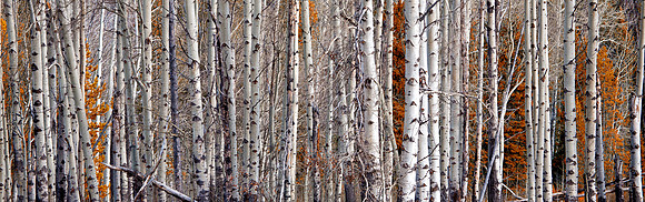 Birch Trees, Wyoming