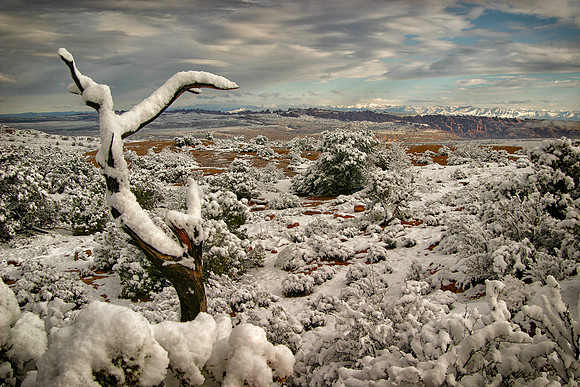 Juniper Stump After the Snowfall, Arches National Park, UT (March 26, 2005, 8:58am)