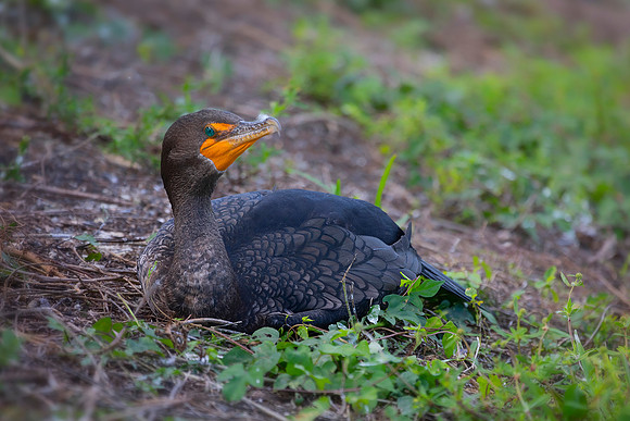 Double Crested  Cormorant
