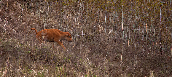 Bison Calf
