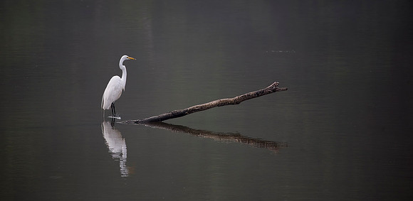 Great Egret