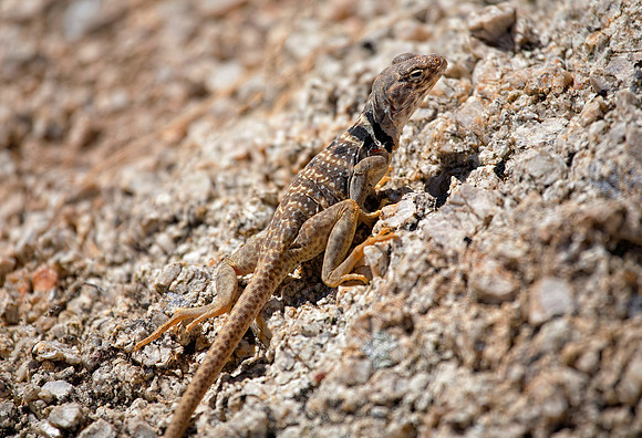 Common Collared Lizard