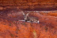 Mule Deer Fawn