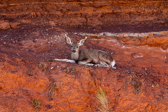 Mule Deer Fawn